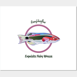 Exquisite Fairy Wrasse Posters and Art